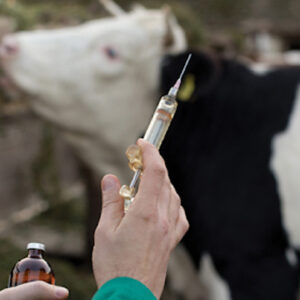 hayvancilikta sap krizi ureticiler destek istiyor bnjm5Eil