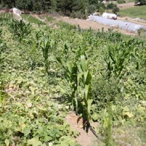 her yil binlerce kisiye ucretsiz dagitiyor JrZxyPiq