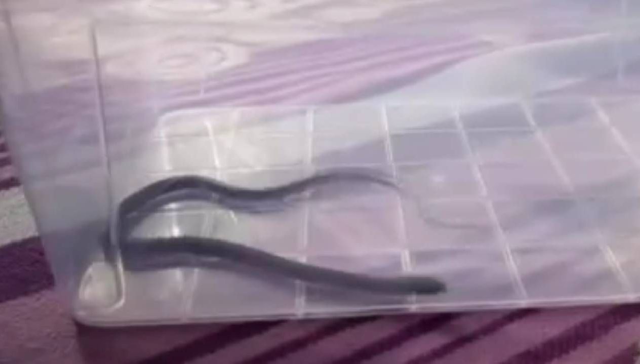 dorduncu katta cocuk odasindan cikti diyarbakirda yilan panigi S8vyfajN