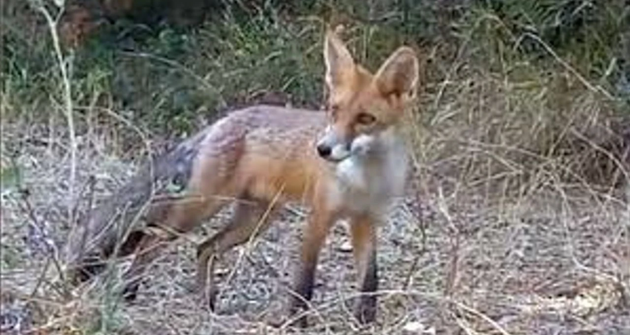tekirdagda yiyecek arayan tilki kameraya takildi 1PKZRJPn
