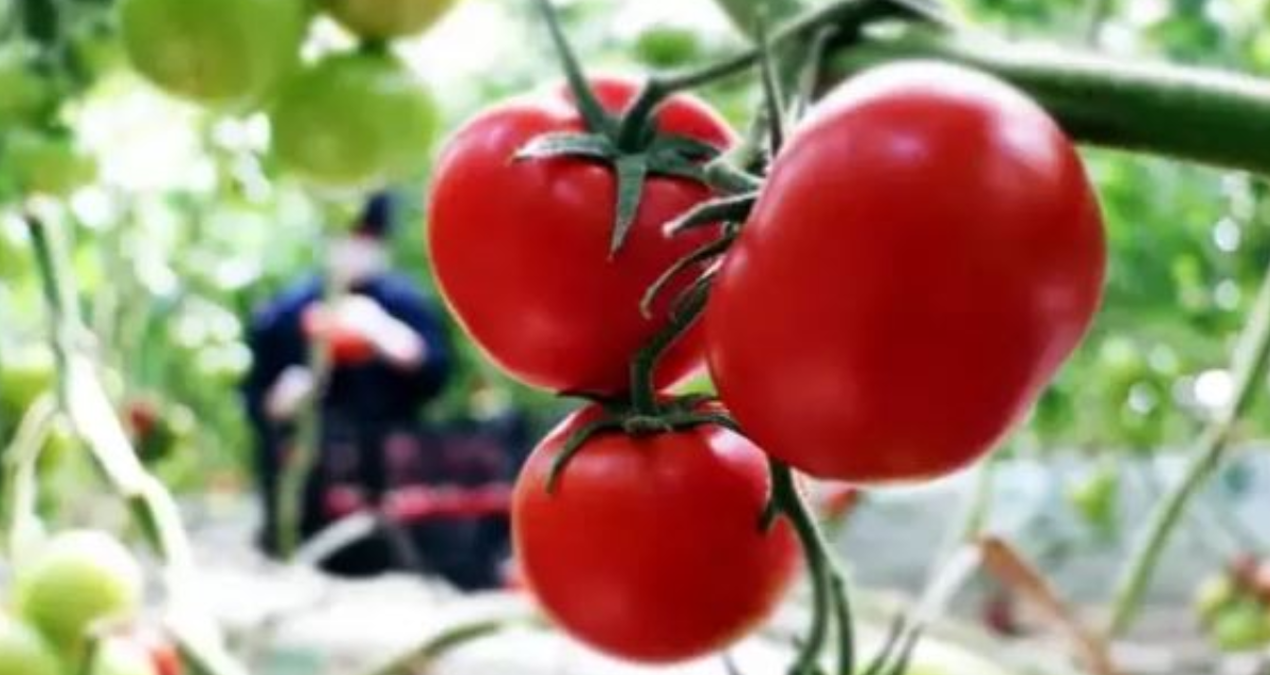 tarlada 6 lira olan domates sofrada 40 lira I4hXBmJC